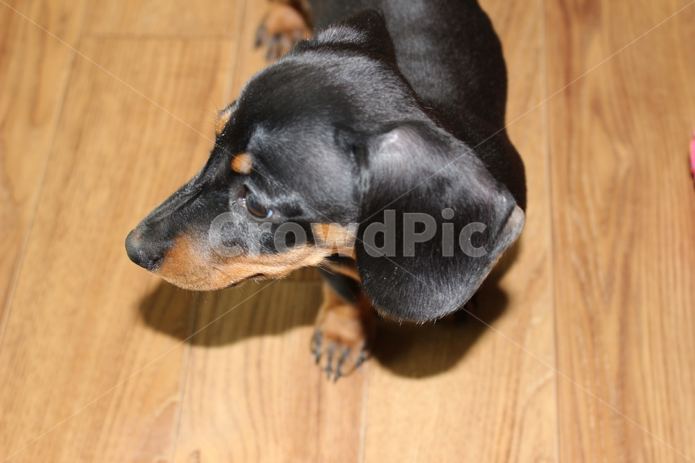 강아지,닥스훈트,개,멍멍이,애완동물,동물,animal,포유류,mammal,개,강아지,dog,doggy