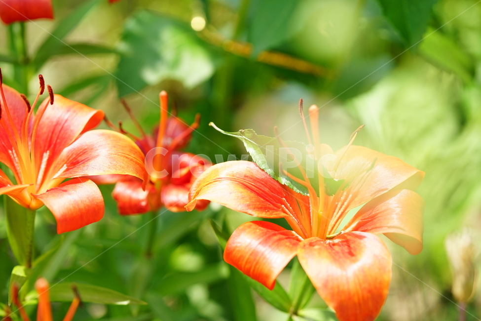 꽃,플라워,색감,컬러,주황색,오렌지빛,식물,접사,flower,생명,나리꽃,감성사진,자연,컬러풀,식물,자연,plants,nature,꽃,flower,휴식,힐링,rest,relaxation,healing,색깔,색상,색채,색감,color sense,color sensitivity,feeling of color