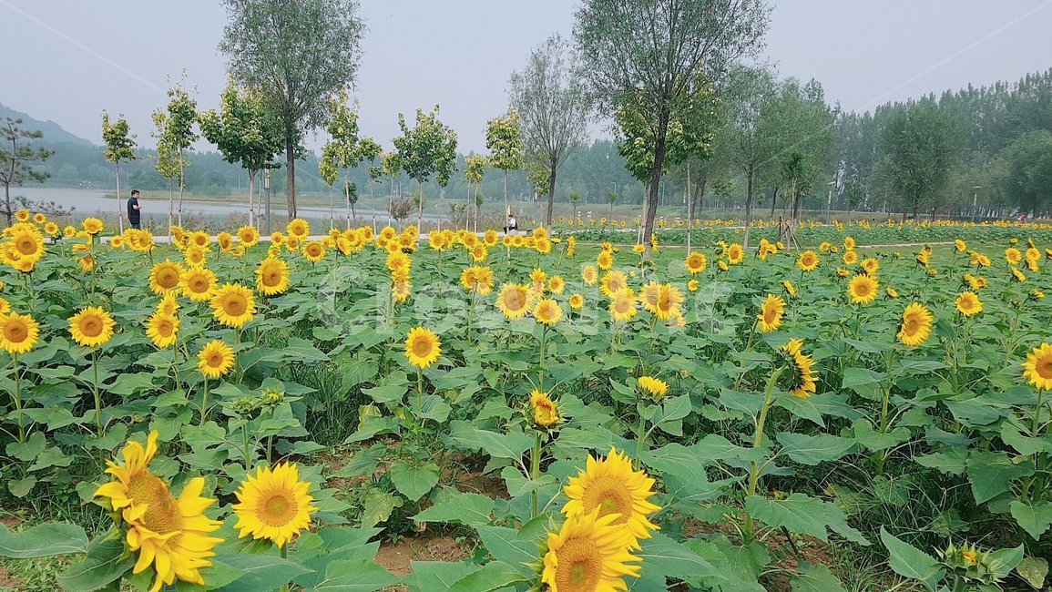 해바라기,꽃밭,꽃,해바라기풍경,꽃풍경,자연,풍경,nature,landscape,식물,plants,꽃,flower,plant,blossom,sunflower