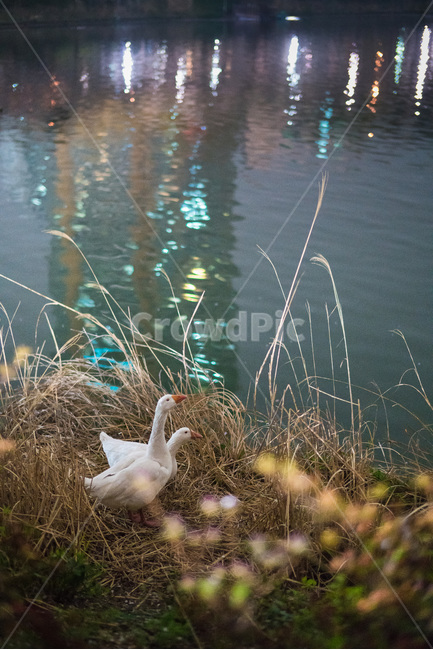 오리,동물,야경,풀숲,자연,호수,야경,밤,풍경,nightscape,night,landscape,동물,animal,조류,새,birds,bird,outdoors,옥외