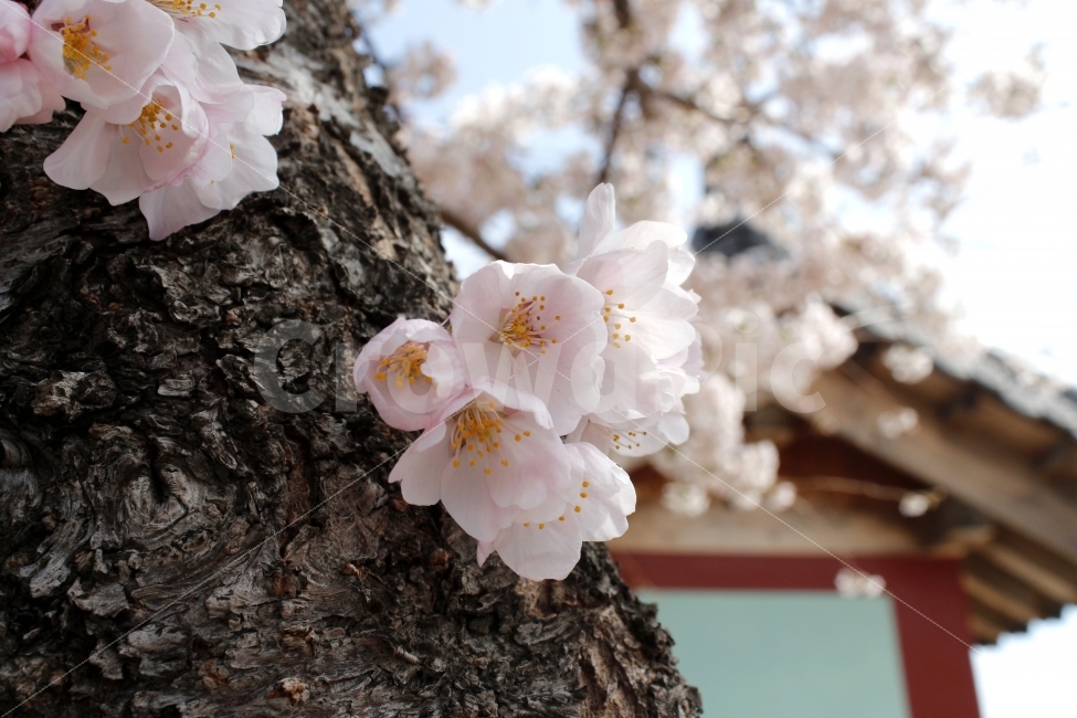 봄,벚꽃,절,벚나무,감성,파란하늘,가녀린,풍경,나무,꽃,korea,flower,sky,봄,계절,spring,season,식물,자연,plants,nature,꽃,flower,plant,blossom,cherry blossom