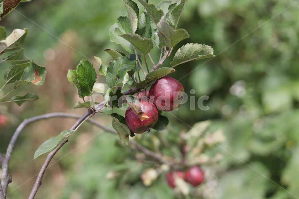 plant,식물,apple,사과,꽃사과,미니사과,사과나무