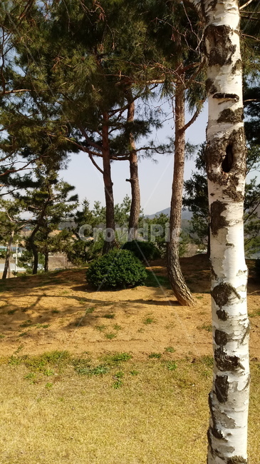 식물,꽃,plant,flower,봄꽃,나무,자작나무,소나무,잔디