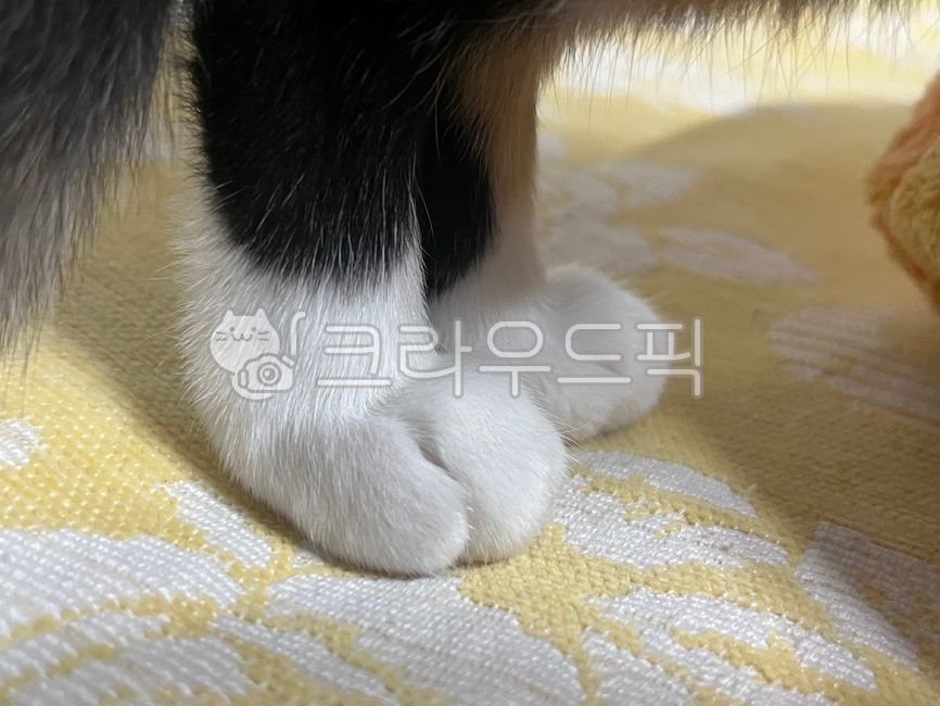 고양이,고양이발,동물발,동물,고양이발모양,cat,kitty,paw,foot