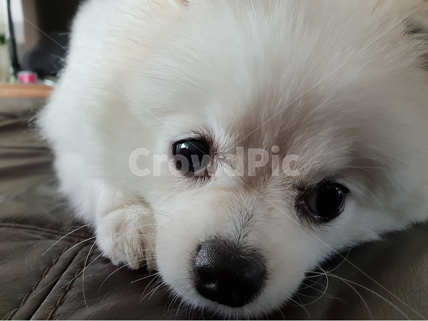 반려견,동물,강아지,개,포메,포메라니안,애완견,반려동물,puppy,dog,가족,동물,animal,포유류,mammal,개,강아지,dog,doggy