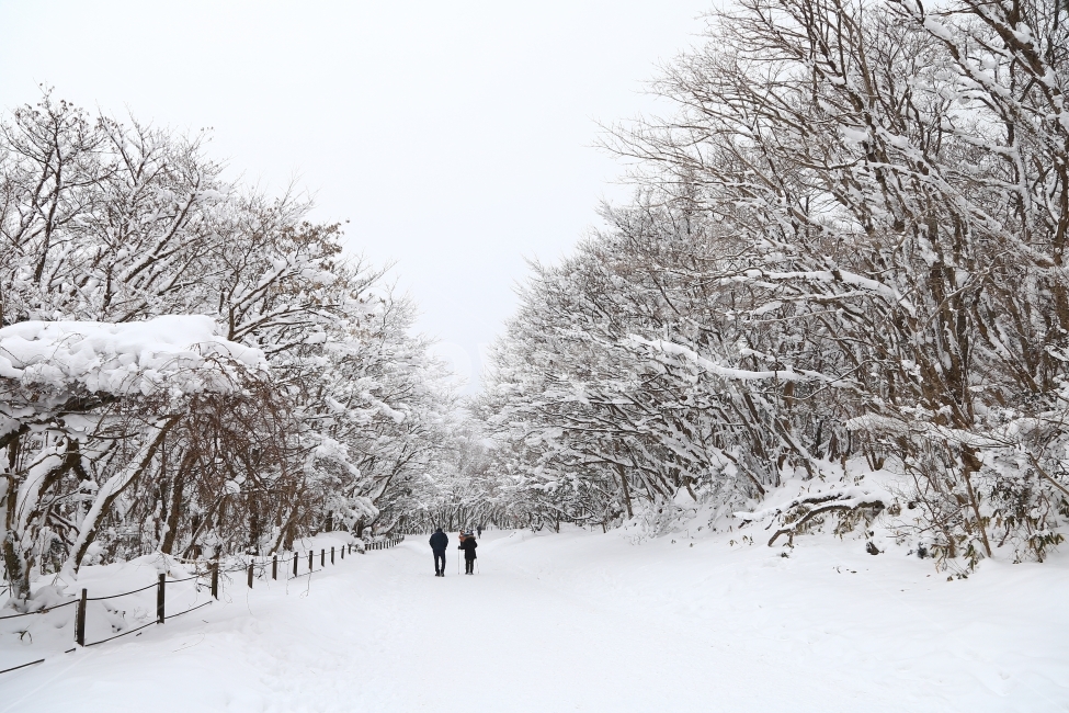 겨울산,풍경,어승생오름,동행,눈,제주도,겨울제주도,자연,겨울,계절,winter,season,자연,풍경,nature,landscape,사람들,대중,군중,other people,crowd,outdoors,옥외,snow