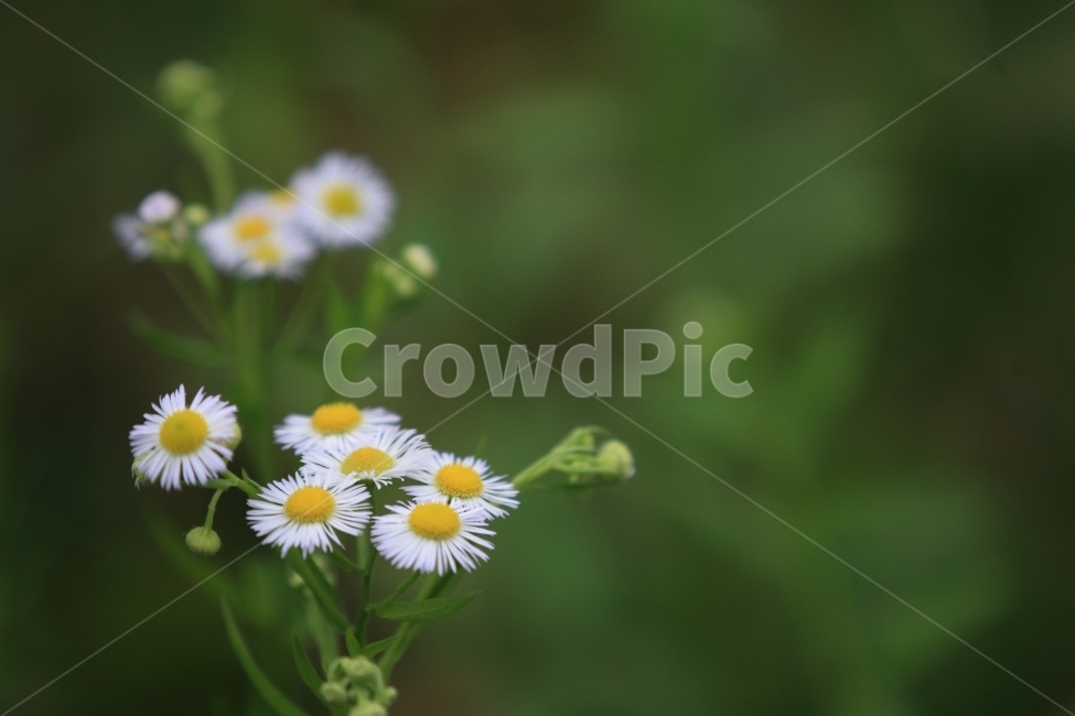 식물,들꽃,개망초,계란꽃,봄,자연,풍경,식물,자연,plants,nature,꽃,flower