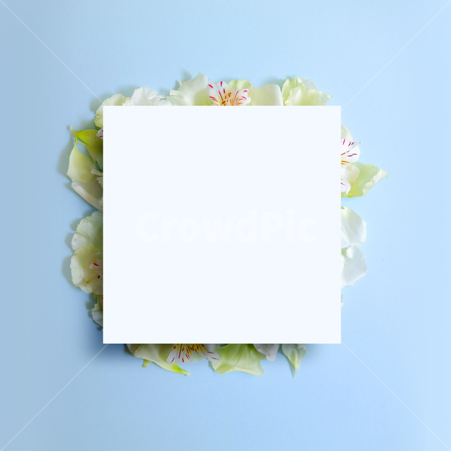 백그라운드,식물,자연,계절,봄,꽃,배경,배경이미지,내추럴,flower,nature,flora,background,꽃잎,프레임