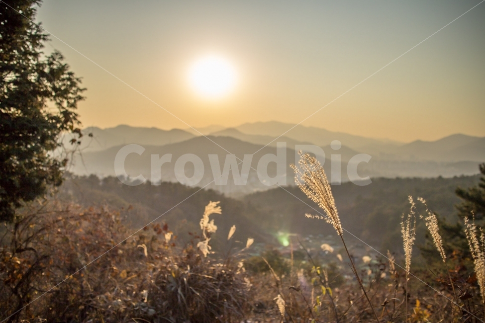 산,자연,쓸쓸함,감성,플래어,풍경,억새,일몰,태양,가을,자연,풍경,nature,landscape,가을,계절,fall,autumn,season,grass,잔디,plant,식물