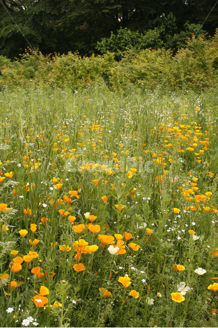 개양귀비,안개꽃,식물,flower,plants,nature,꽃,꽃봉오리,꽃밭,식물,자연,plants,nature,꽃,flower
