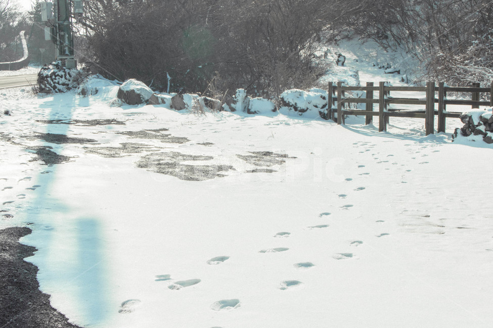 눈,겨울,눈밭,발자국,제주,중산간,겨울,계절,winter,season,자연,풍경,nature,landscape,outdoors,옥외