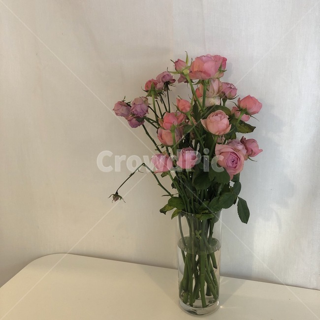 꽃,인테리어,꽃병,감성,분위기,식물,plant,식물,자연,plants,nature,꽃,flower