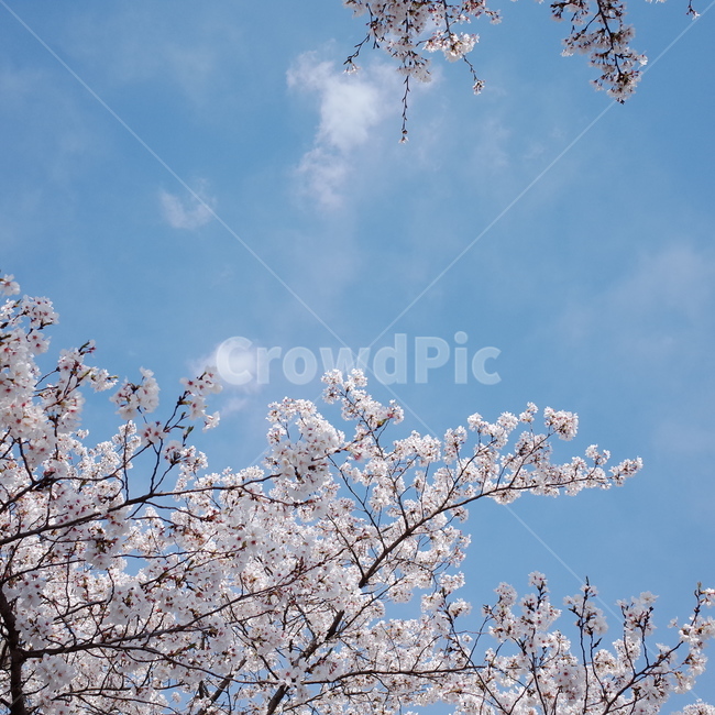 벚꽃,꽃,나무,하늘,봄,구름,봄,계절,spring,season,식물,자연,plants,nature,꽃,flower,plant,blossom,cherry blossom