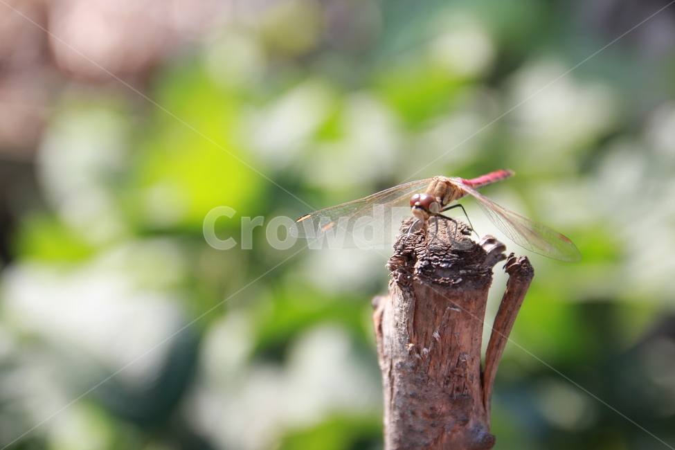 동물,자연,잠자리,고추잠자리,휴식중,곤충,동물,animal,곤충,벌레,insect,bug