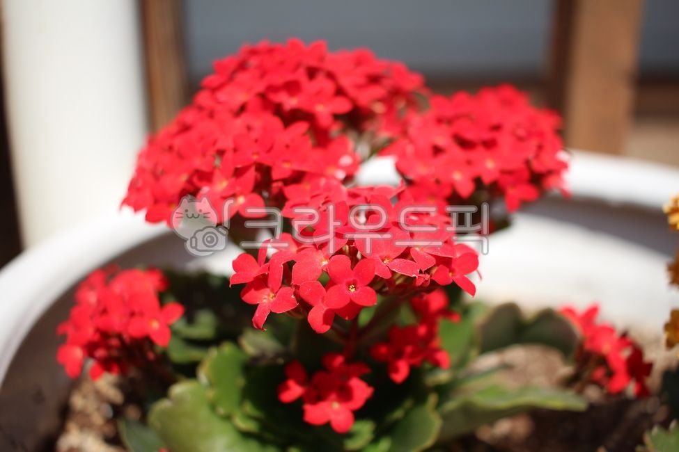 Red,red,plant,flower,red flower