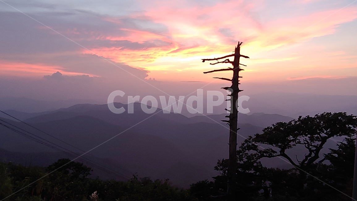 주목나무,노을,정상,고목,산,저녁,자연,풍경,nature,landscape,outdoors,옥외,mountain range,산맥,mountain