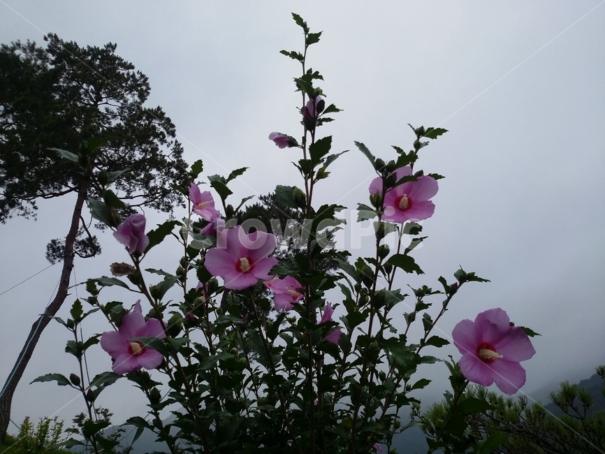 꽃,식물,flower,plant,무궁화,식물,자연,plants,nature,꽃,flower