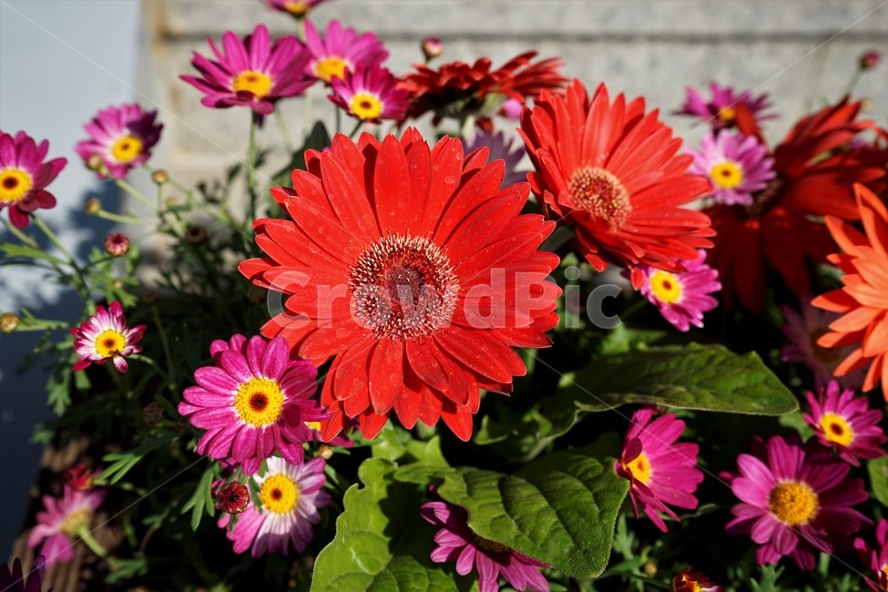 봄,정원,가드닝,원예,원예식물,화려,식물,꽃,garden,scent,healing,bloom,colorful,floral,flower,gardenflowers,happymind,life,nature,plant,spring
