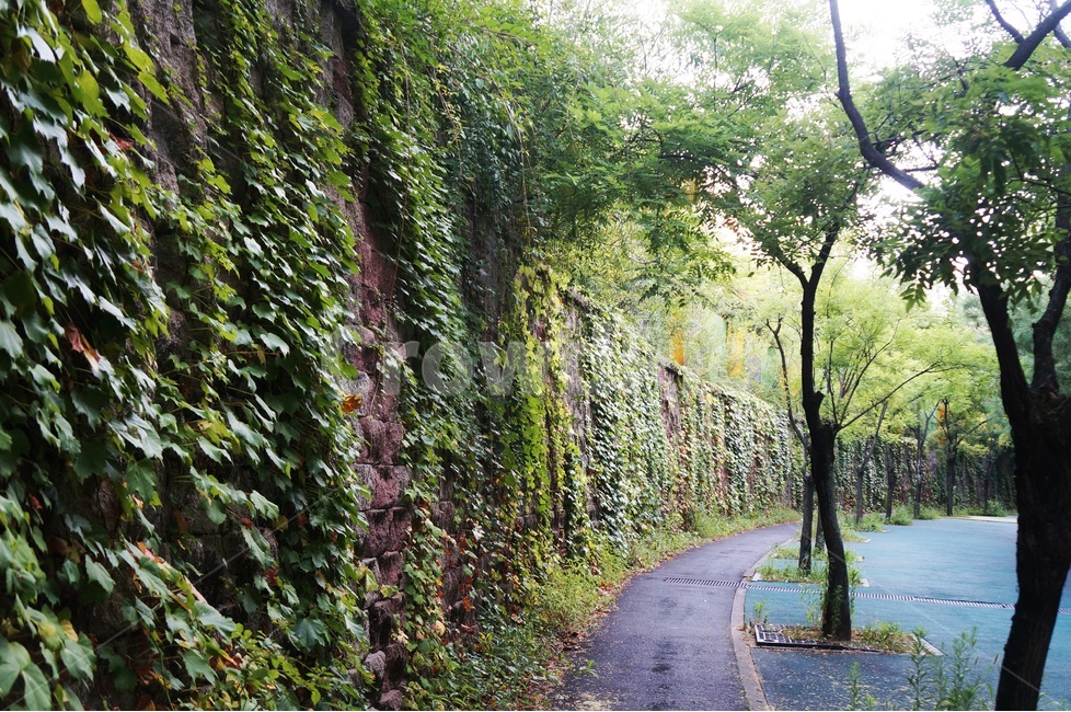 가을,가을날,담쟁이덩굴,담쟁이,담벼락,담장,단풍,벽,벽장식,산책길,자연,풍경,nature,landscape