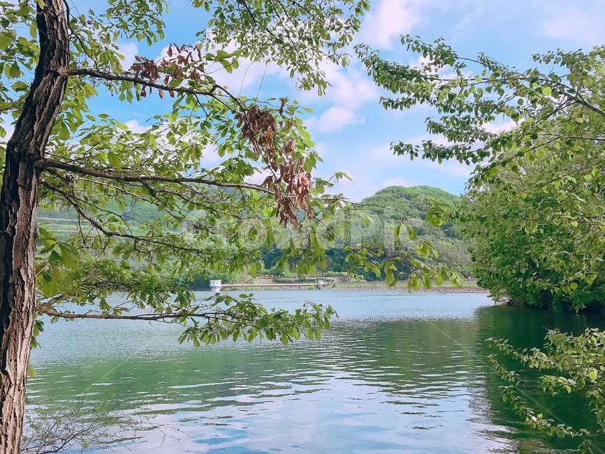저수지,숲,호수,나무,lake,숲속,풍경,물가,나뭇잎,여름,구름,하늘,sky,cloud,tree,reservoir,leaf