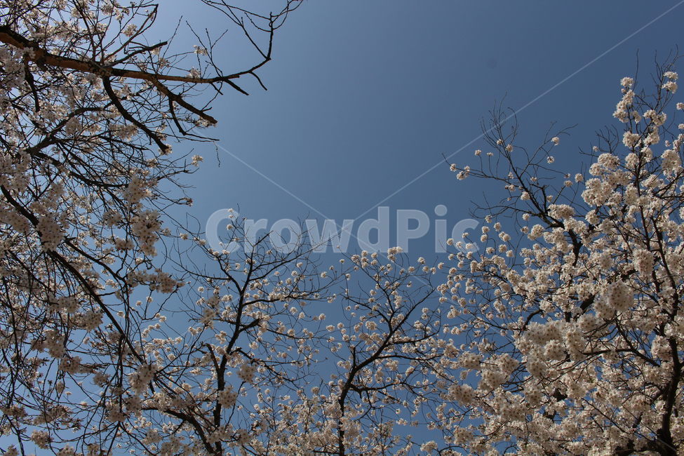 벚꽃,cherryblossom,꽃,하늘,blossom