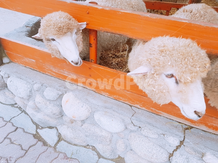 동물,양,양두마리,양떼목장,사랑스러움,동물,animal,포유류,mammal