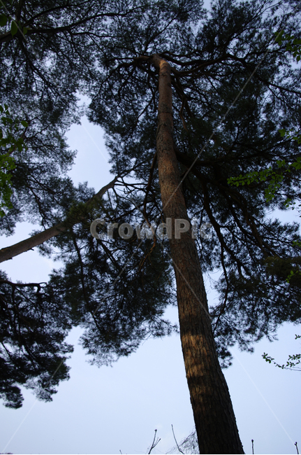 소나무,나무,하늘,식물,plant,식물,자연,plants,nature,나무,trees,wood