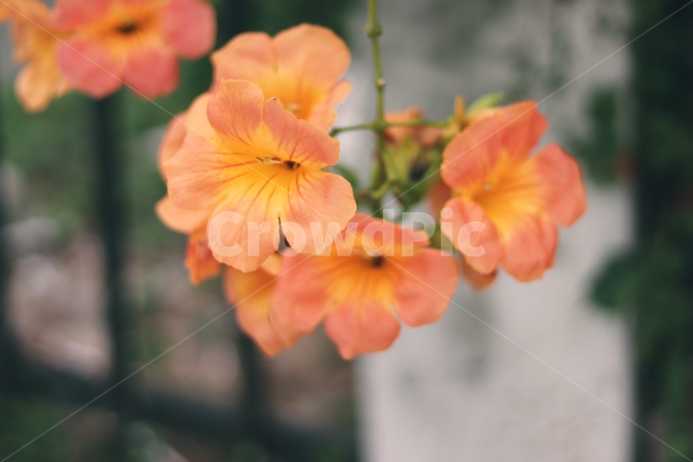 능소화,자연,식물,감성,여름,식물,자연,plants,nature,꽃,flower