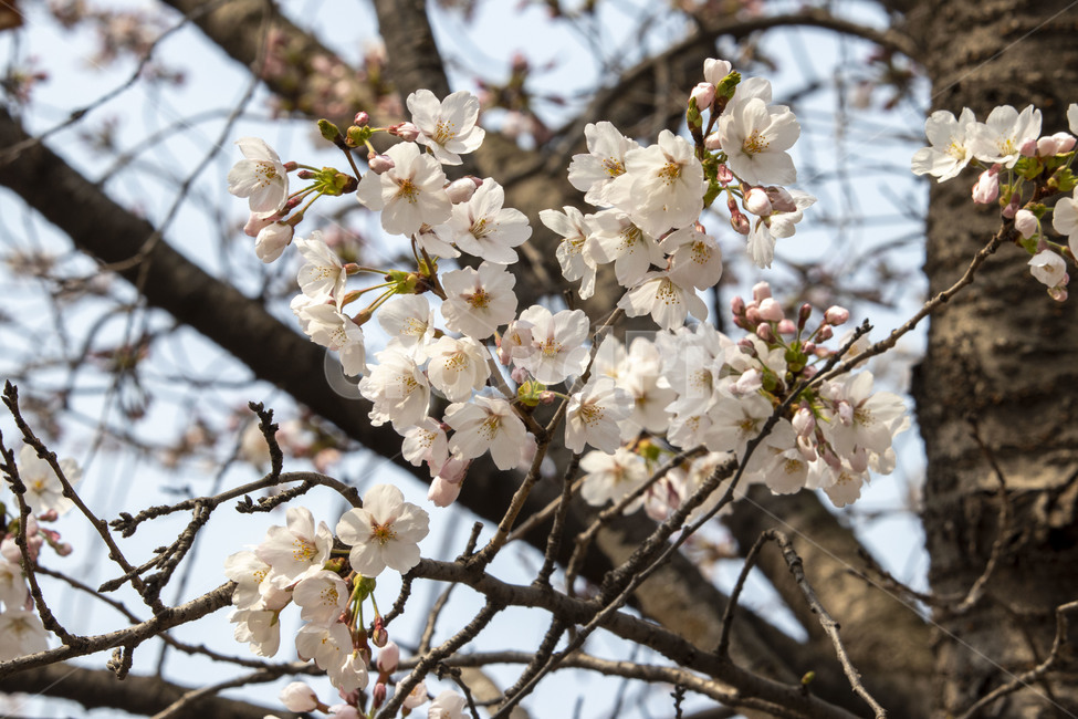 벗꽃,blossom,꽃,flower,식물