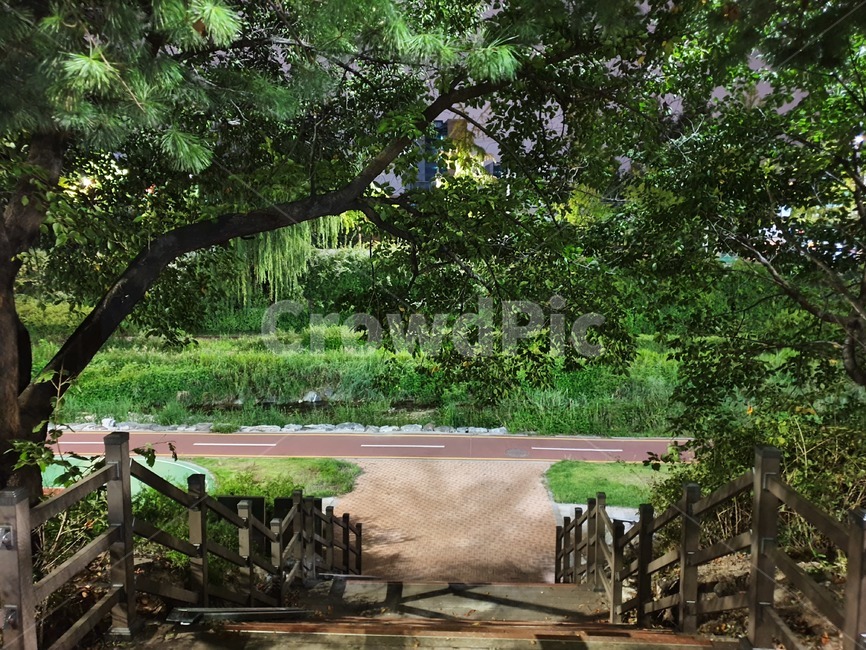 나무,자연,야간,옥외,풍경,nature,green,tree,outdoors,night,밤,초록