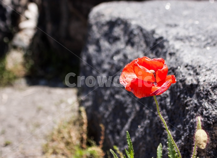 꽃,양귀비,자연,풍경,풍경사진,꽃사진,양귀비사진,자연사진,flower,poppy,nature,landscape,식물,자연,plants,nature,꽃,flower
