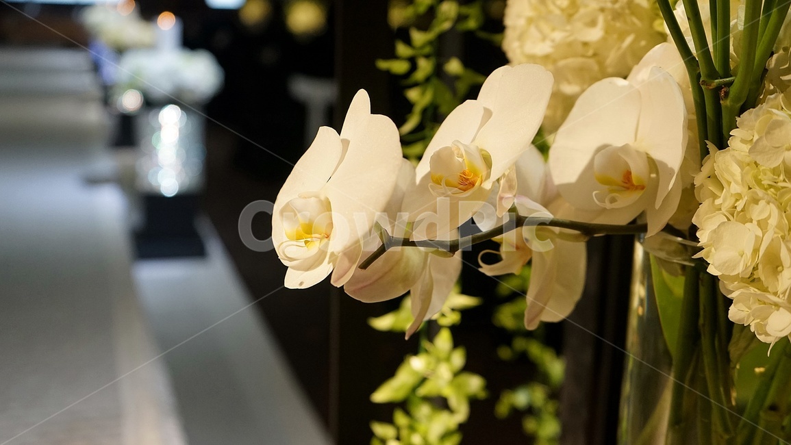 꽃,결혼식,예식장,장식,실내장식,행복,아름다움,beautiful,plant,flower,향기,순백,인테리어,소품,꽃,flower