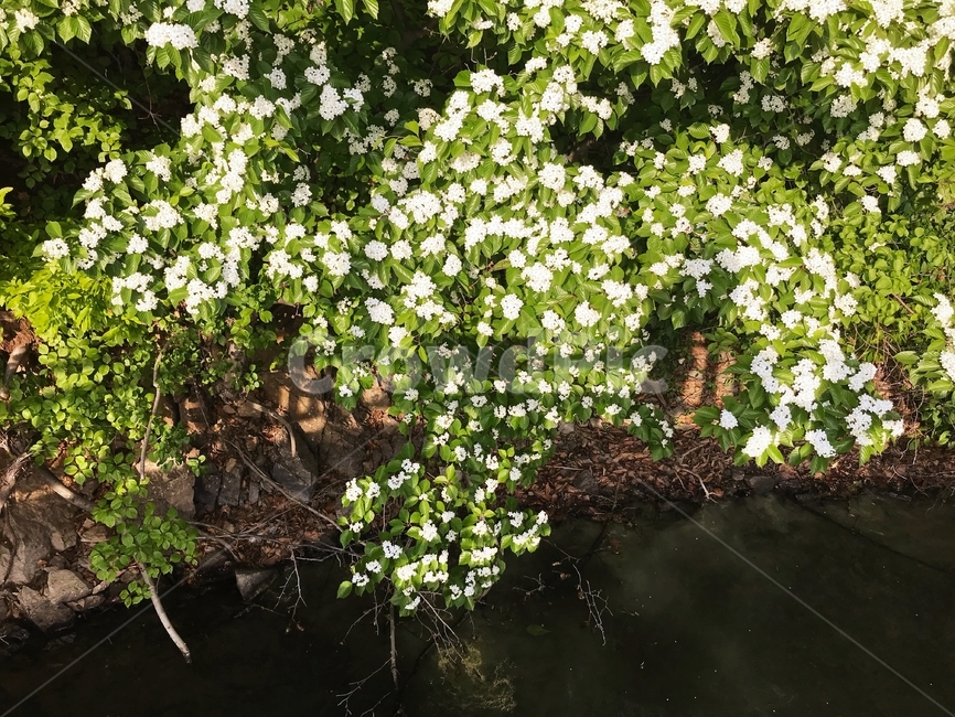호수,꽃,그린,나무,흰색꽃,잎파리,잎사귀,피다,꽃이피다,봄,봄꽃,white,nature,flower,background,beautiful,green,summer,blossom,garden,lake,plant,spring,bloom