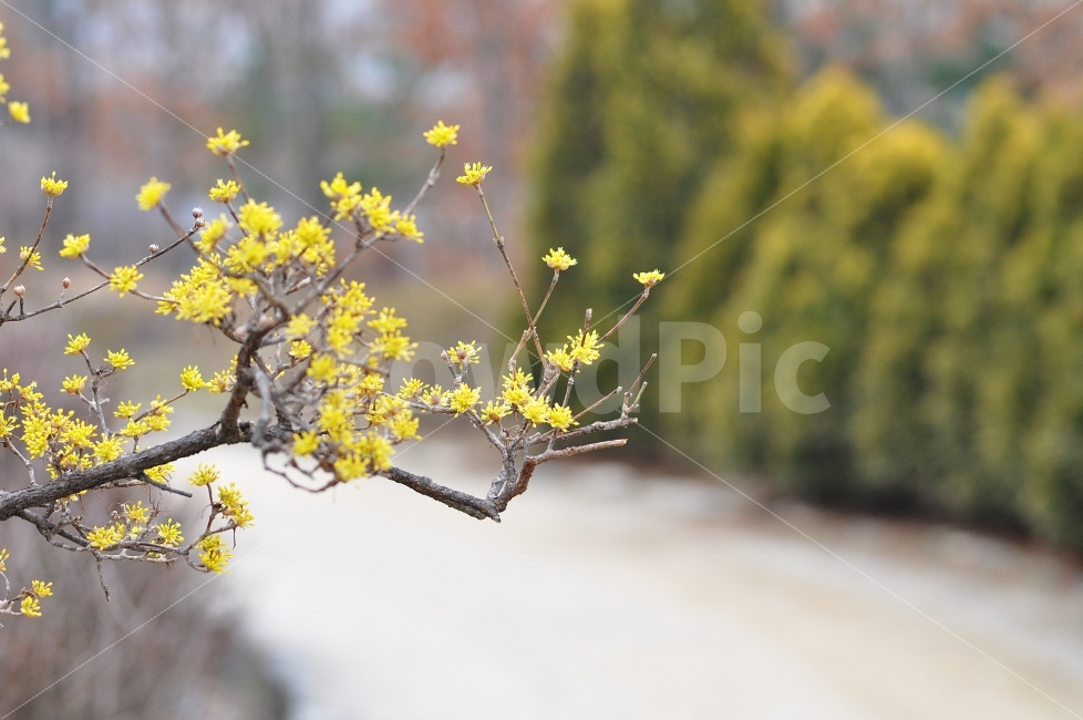 산수유,노란꽃,봄꽃,감성사진,꽃사진,jay,식물,자연,plants,nature,봄,계절,spring,season,꽃,flower,plant