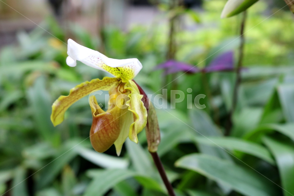 난,주머니난,꽃,주머니난꽃,난초과,식물,야생화,식물원,식물,자연,plants,nature,꽃,flower