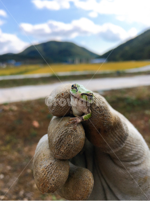 개구리,청개구리,개굴개굴,동물,frog,animal,nature,자연,Bluefrog,장갑,가을,파충류,양서류,reptile,amphibian