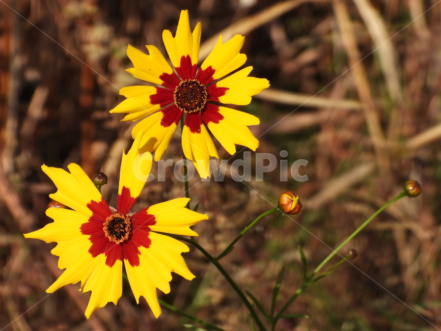plant,식물,꽃,flower,꽃잎,노랑,붉은,식물,자연,plants,nature,꽃,flower
