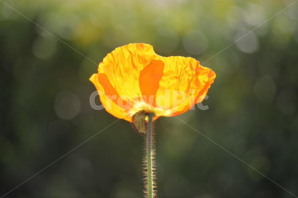 spring,poppy,flower poppy,flower