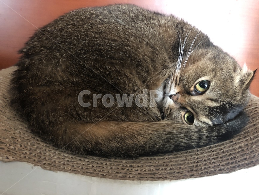 고양이,야옹이,먼치킨,cat,캣,동물,animal,포유류,mammal,고양이,cat,kitten,kitty