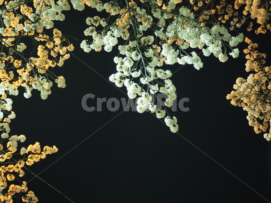 풍경,벚꽃,꽃,나무,청풍,밤,봄,계절,spring,season,야경,밤,풍경,nightscape,night,landscape,식물,자연,plants,nature,꽃,flower,plant,blossom