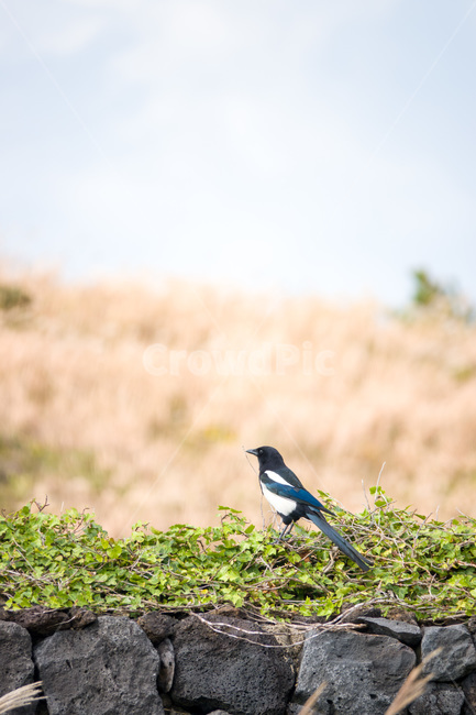 까지,새,조류,제주도,돌담,풍경,자연,동물,animal,조류,새,birds