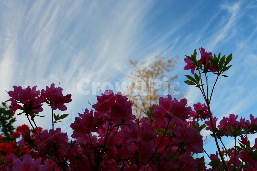 plant,식물,flower,꽃,blossom,하늘,철쭉,식물,자연,plants,nature,꽃,flower