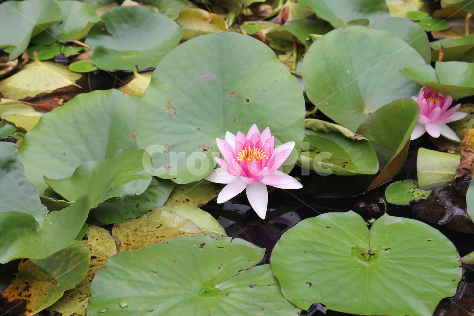 꽃,수련,수련꽃,작은꽃,연못,식물,자연,plants,nature,꽃,flower