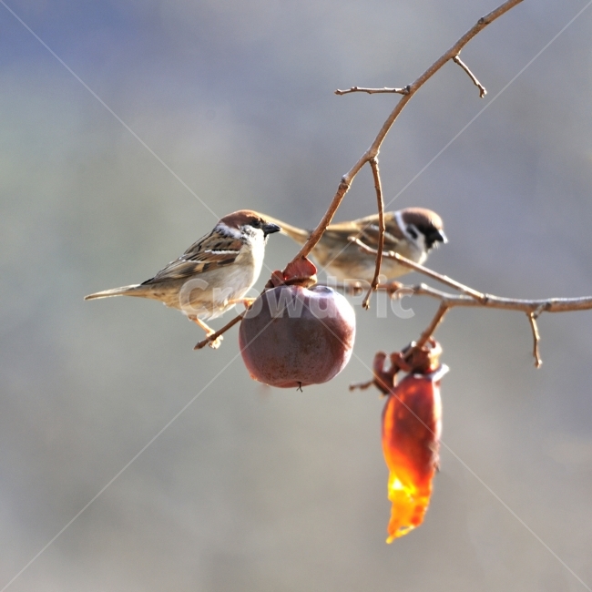 참새,새,방앗간,쪽돌의사진세상,사립문,쪽돌,홍시,겨울,계절,winter,season,동물,animal,조류,새,birds,과일,열매,fruit