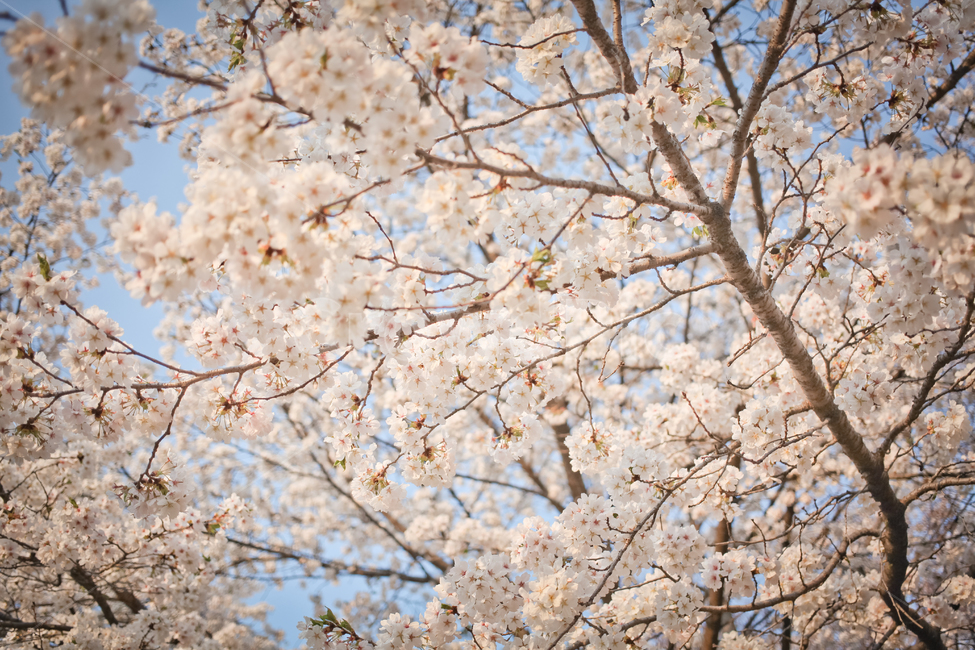 spring,cherry blossom tree,Cherry Blossom,Cherry blossoms in full bloom,flower