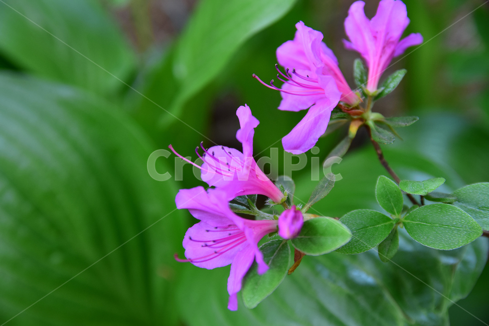 철쭉,진달래,꽃,빨간꽃,식물,자연,보라색,핑크,plant,nature,flower,네이처,플랜트,배경,화사한,식물,자연,plants,nature,꽃,flower
