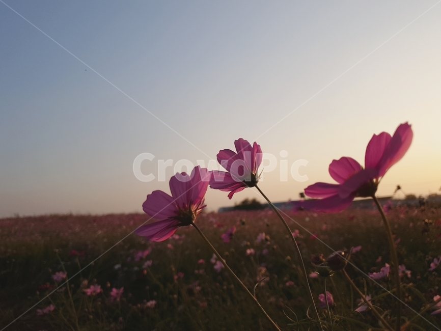 꽃,flower,식물,꽃잎,코스모스,가을,풍경,식물,자연,plants,nature,꽃,flower
