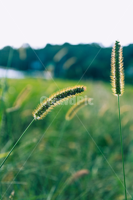 강아지풀,plant,식물,grass,잔디,식물,자연,plants,nature