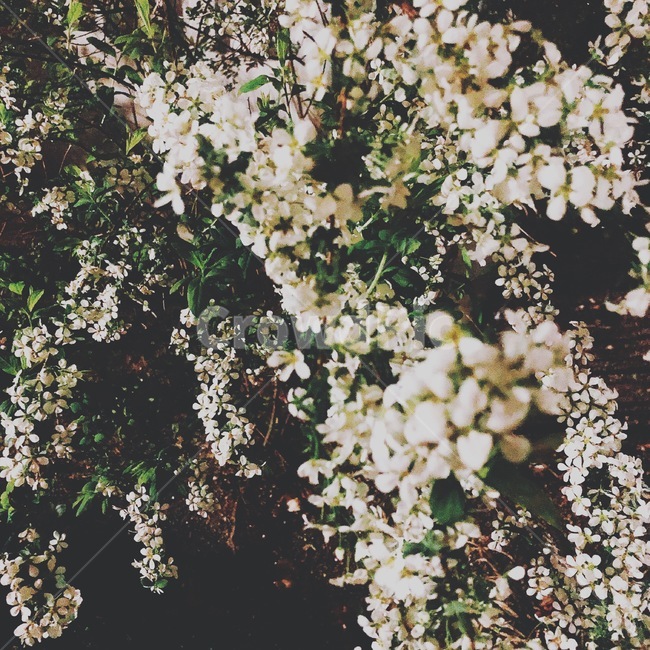 자연,예쁜,감성,아름다운,풀,plant,식물,blossom,flower,꽃,cherryblossom,벚꽃,밤,근접샷
