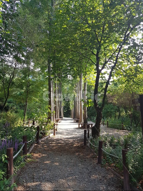 녹색,식물,나무,tree,plant,식물,자연,plants,nature,나무,trees,wood
